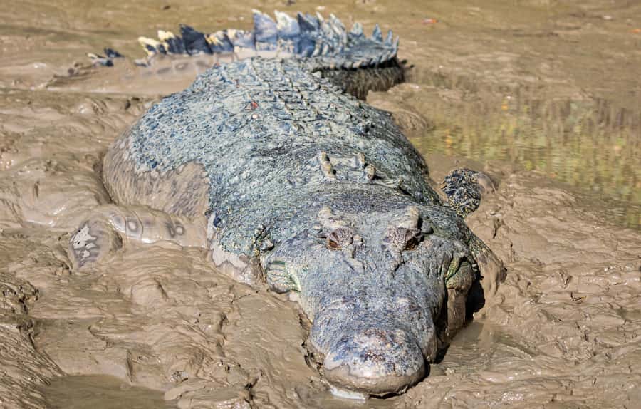 Darwin: Adelaide River Cruises, Jumping Crocodile Experience - More than a crocodile show