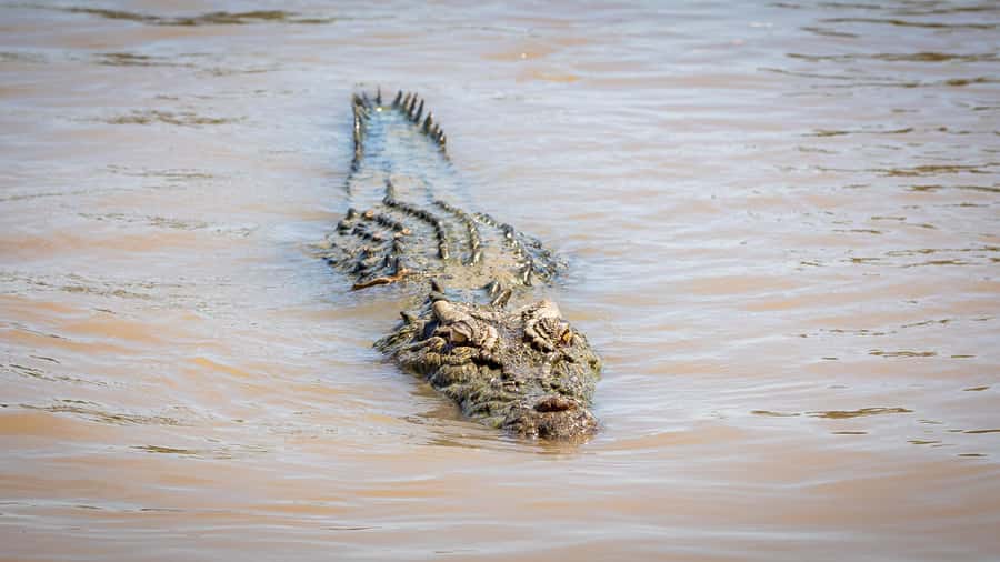 Darwin: Adelaide River Cruises, Jumping Crocodile Experience - Is $38 per person good value?