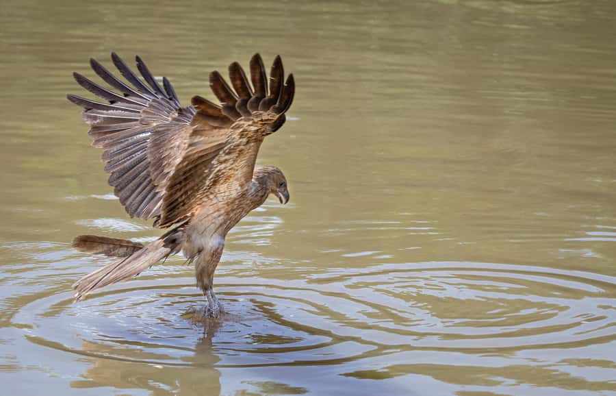 Darwin: Adelaide River Cruises, Jumping Crocodile Experience - Small details that improve the outing