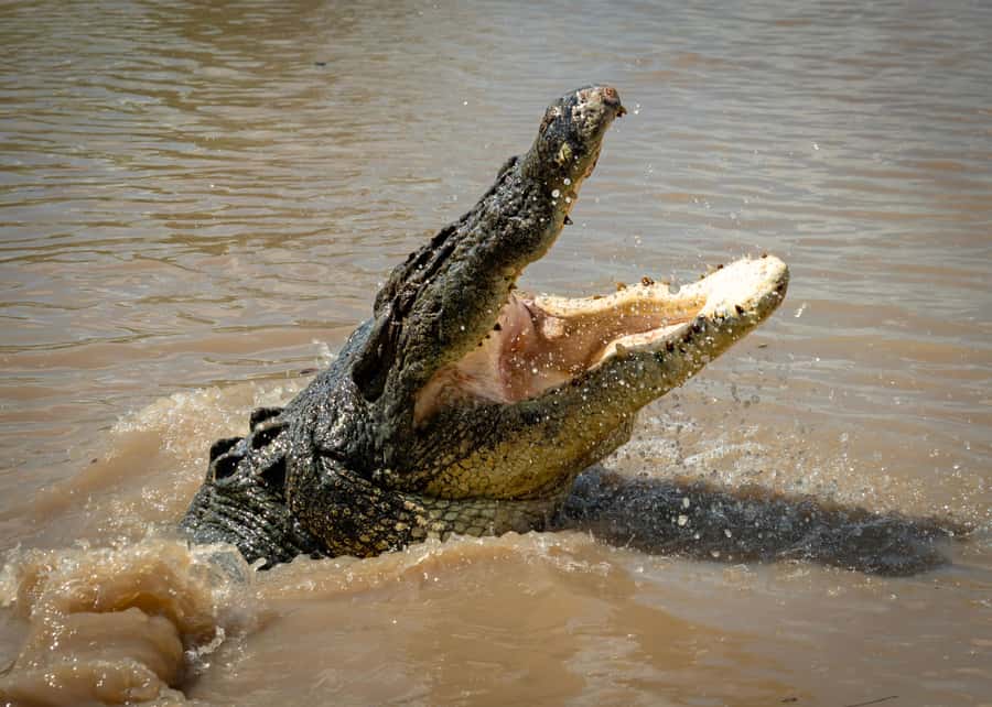 Darwin: Adelaide River Cruises, Jumping Crocodile Experience - Reaching the dock from Darwin