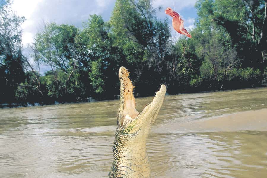 Darwin: Adelaide River Half-Day Jumping Crocs Cruise - The Adelaide River is the reason to go
