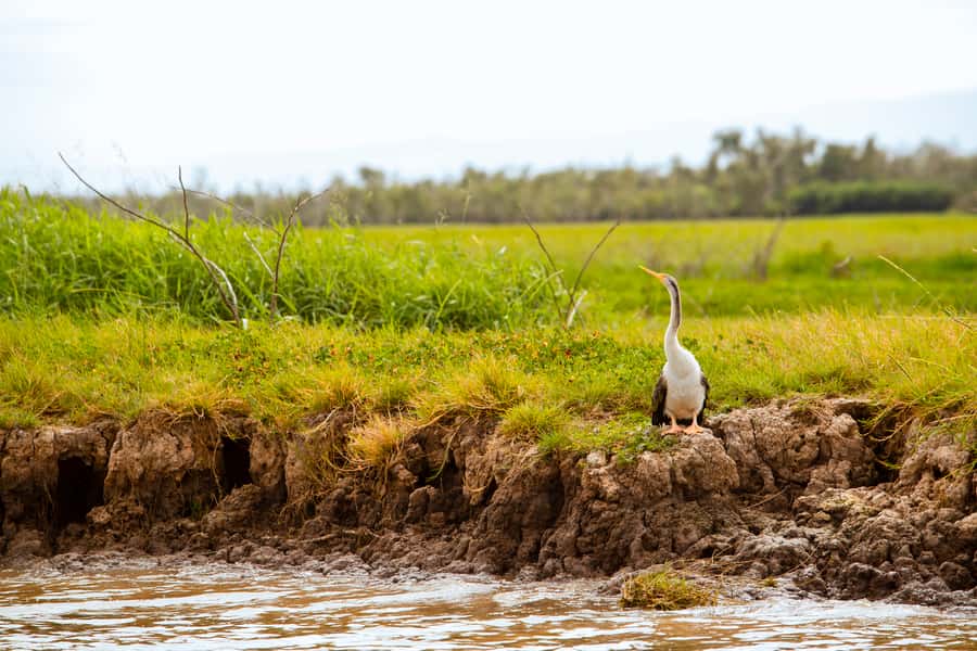 Darwin: Adelaide River Half-Day Jumping Crocs Cruise - Is it suitable for families and photographers?