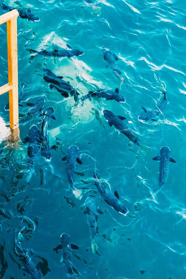 Darwin: Aquascene Fish Feeding Experience - Key points to know before you go