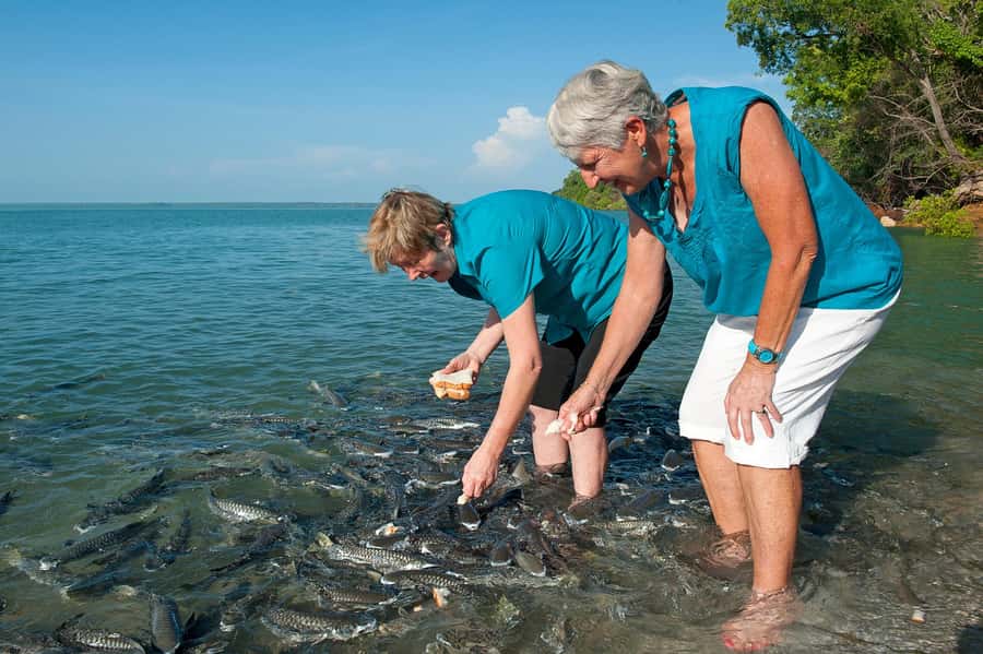Darwin: Aquascene Fish Feeding Experience - What happens at Doctors Gully