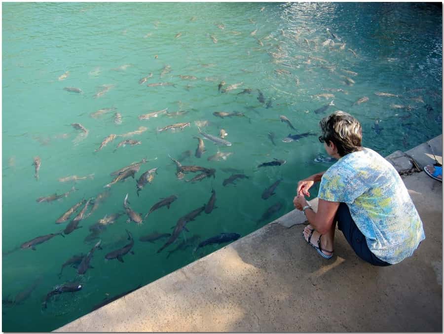 Darwin: Aquascene Fish Feeding Experience - Wading in with barramundi and cod