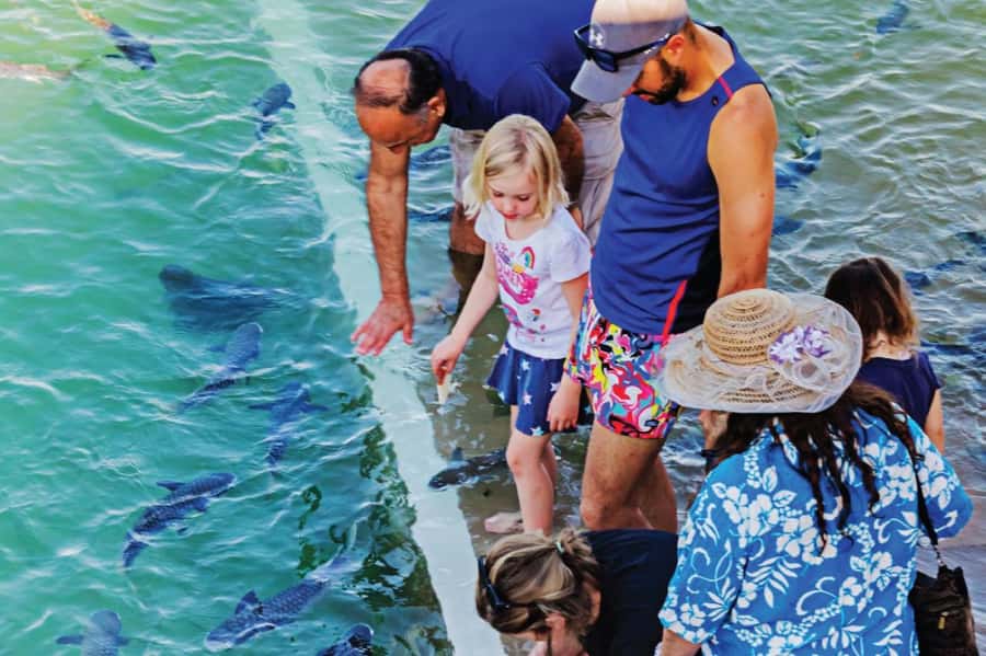 Darwin: Aquascene Fish Feeding Experience - Why the tide matters so much