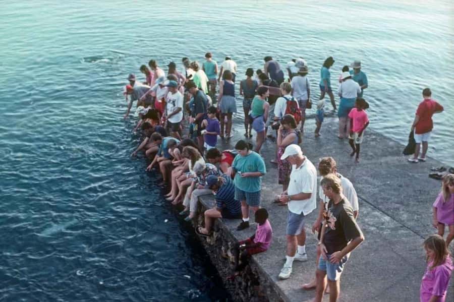 Darwin: Aquascene Fish Feeding Experience - Who will enjoy Aquascene most