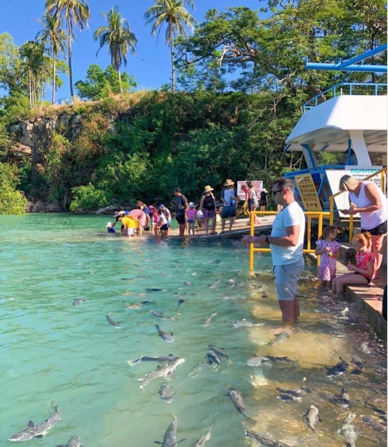 Darwin: Aquascene Fish Feeding Experience - Practical planning for a comfortable visit