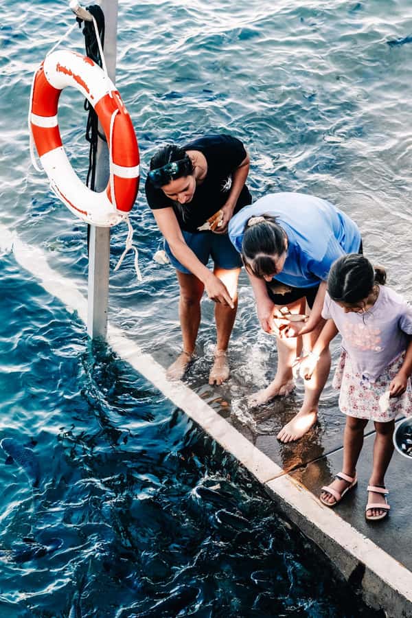 Darwin: Aquascene Fish Feeding Experience - Feeding the fish from the shaded platform