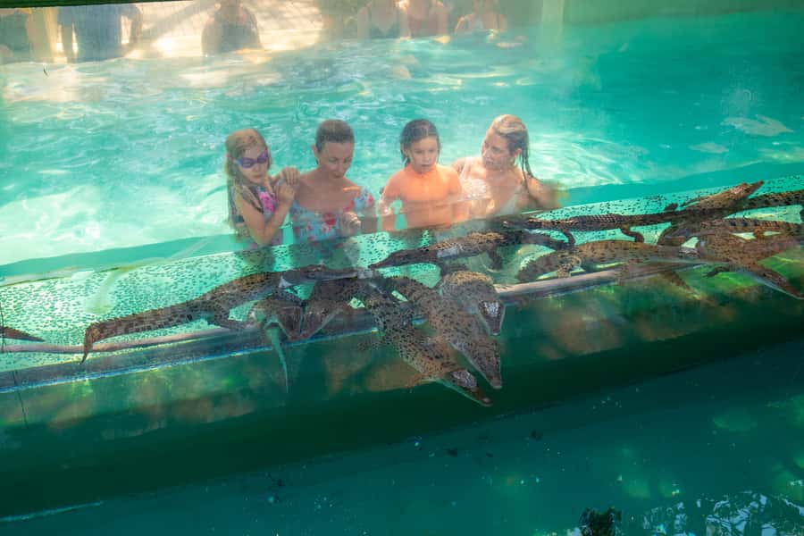Darwin: Crocosaurus Cove Entry & Hop-on-Hop-Off Bus Tour - Key points to know before you book