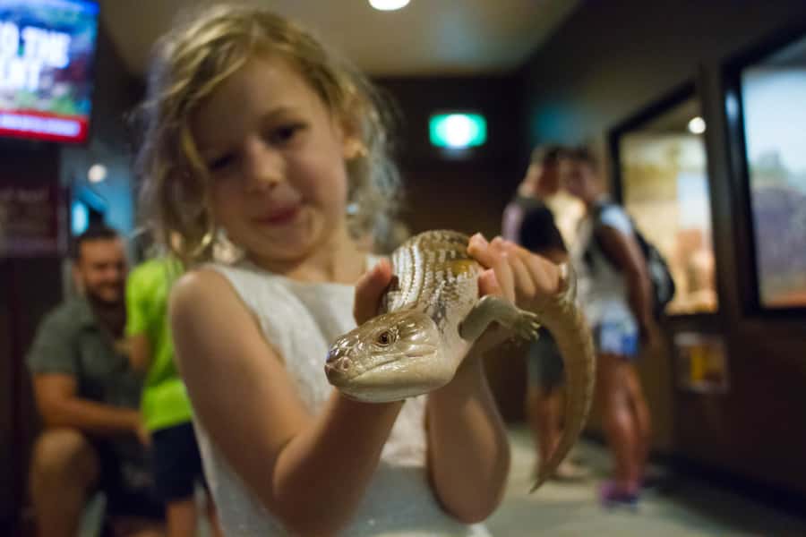 Darwin: Crocosaurus Cove Entry & Hop-on-Hop-Off Bus Tour - Who should book the Croc Explorer pass?