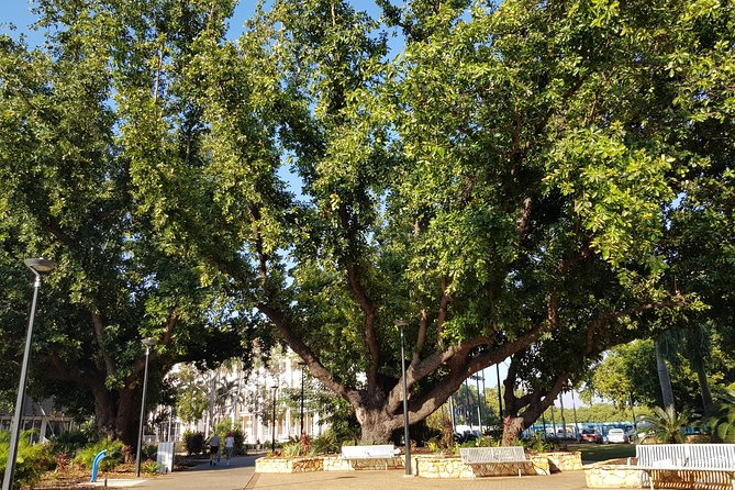 Darwin Heritage Walk - Why this walk helps you understand Darwin