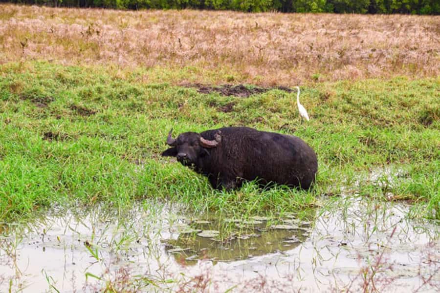 Darwin: Jumping Crocodile Adventure Cruise with Lunch - Why the crocodile cruise is the star