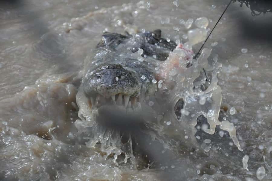 Darwin: Jumping Crocodile Adventure Cruise with Lunch - What $138 buys you
