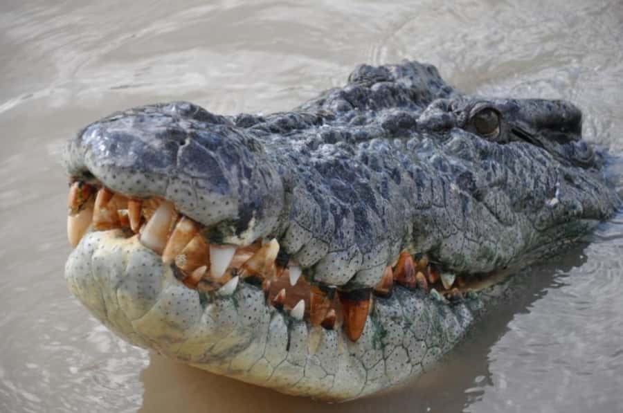 Darwin: Jumping Crocodile Adventure Cruise with Lunch - Who will enjoy this four-hour outing