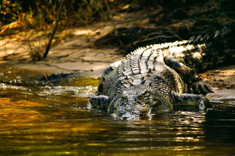 Darwin: Jumping Crocodile Cruise - Key points to know before booking