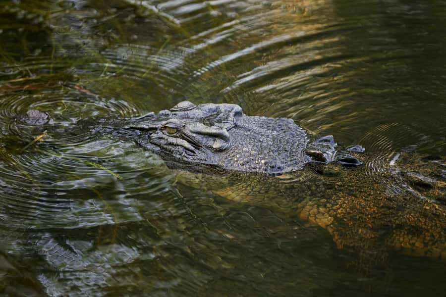 Darwin: Jumping Crocodile Cruise - Is $79 good value?