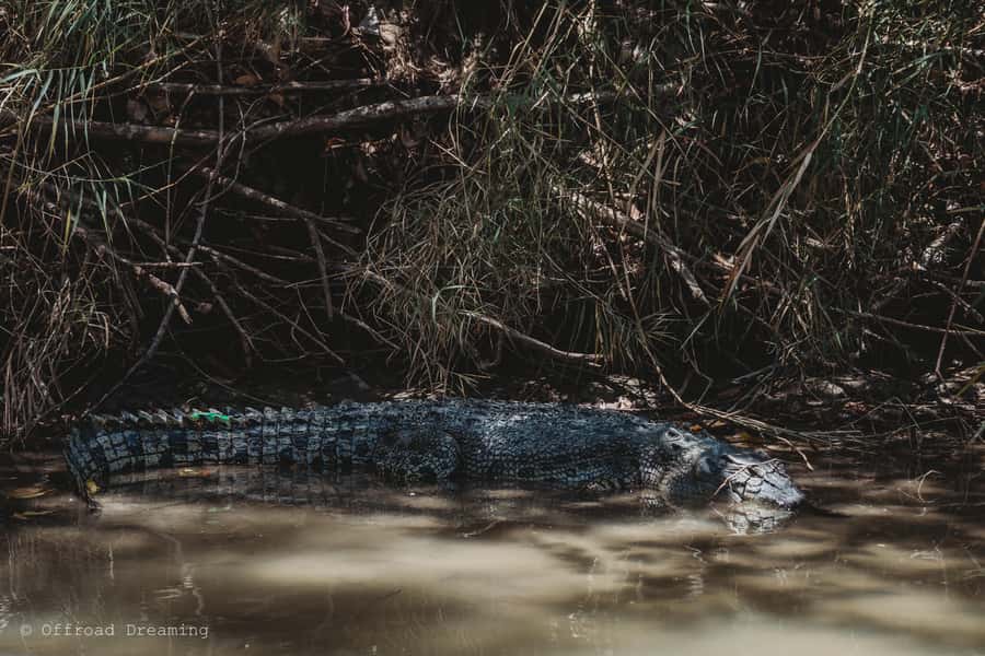 Darwin: Kakadu National Park Day Tour with Lunch - Why this Kakadu day trip is worth the long road from Darwin