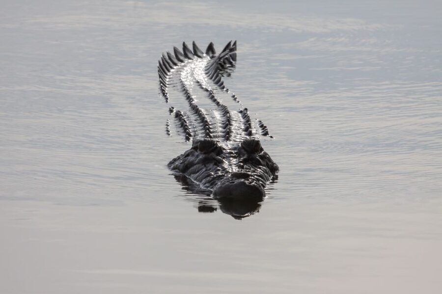 Darwin: Kakadu National Park Day Trip - Warradjan Cultural Center in one hour
