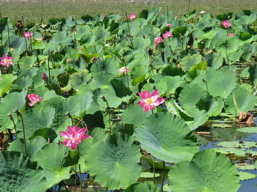 Darwin: Kakadu National Park Day Trip - What the $636 price really buys you