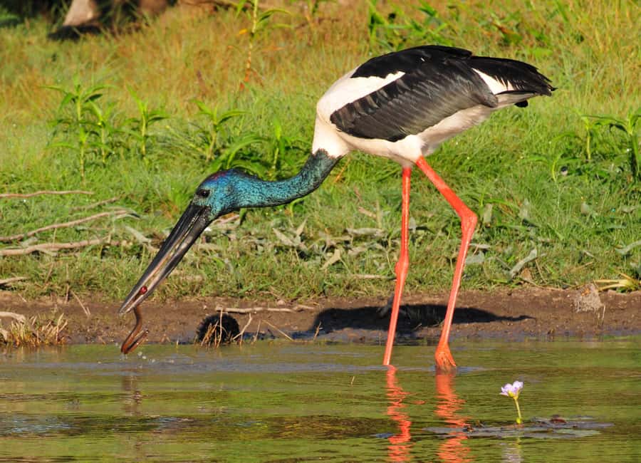 Darwin: Mary River Wetlands Wildlife Cruise with Lunch - Who should book this wildlife day trip?