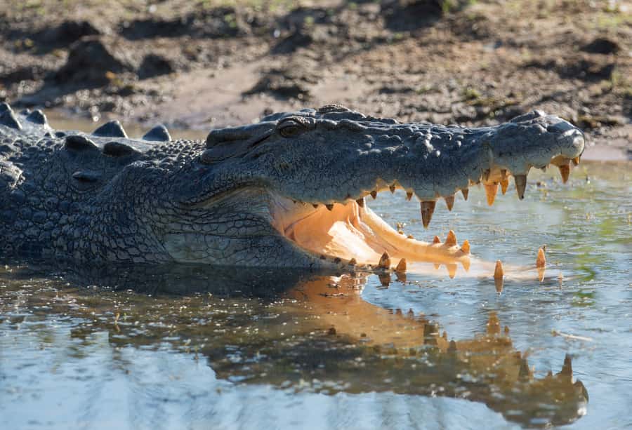 Darwin: Mary River Wetlands Wildlife Cruise with Lunch - Wildlife watching: crocodiles, birds and water buffalo