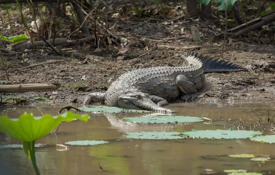 Darwin: Mary River Wetlands Wildlife Cruise with Lunch - Is $166 good value?