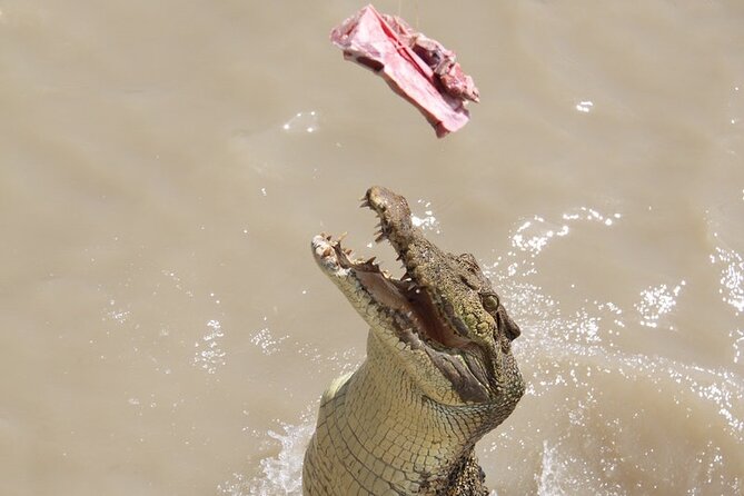 Darwin: Pathfinder Original Jumping Crocodile Cruise - Watching crocodiles feed, swim, and rest