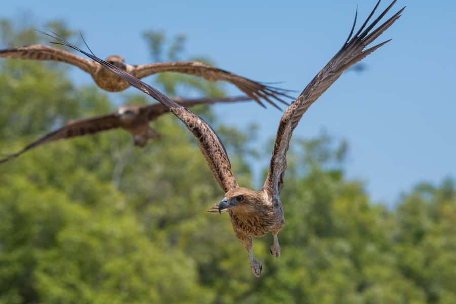 Darwin: Spectacular Jumping Crocodile Adelaide River Cruise - Key points to know before you go