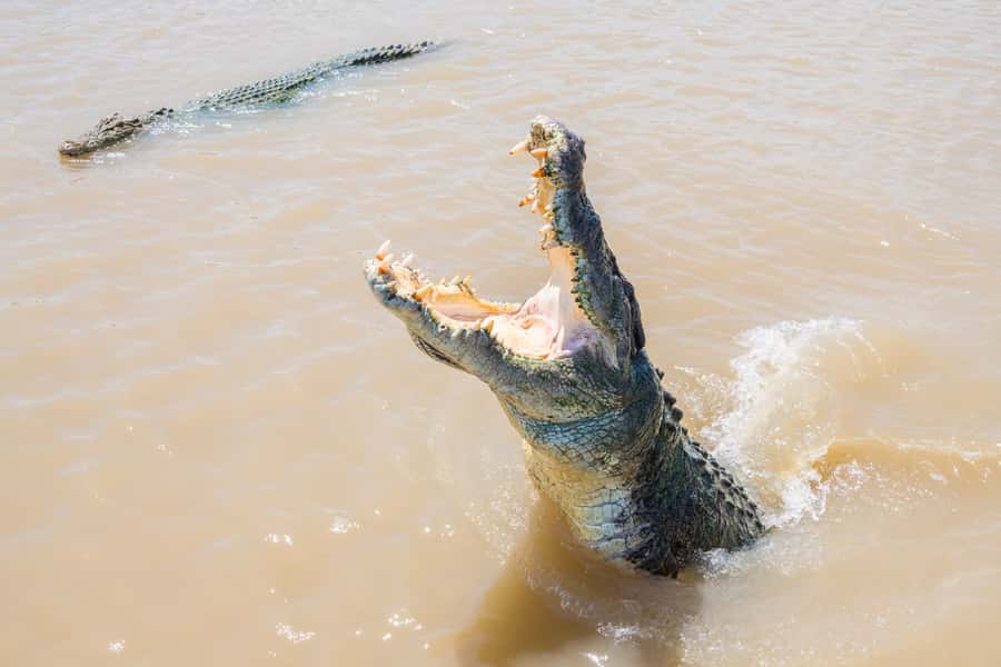 Darwin: Spectacular Jumping Crocodile Adelaide River Cruise - Reaching the boat from Darwin