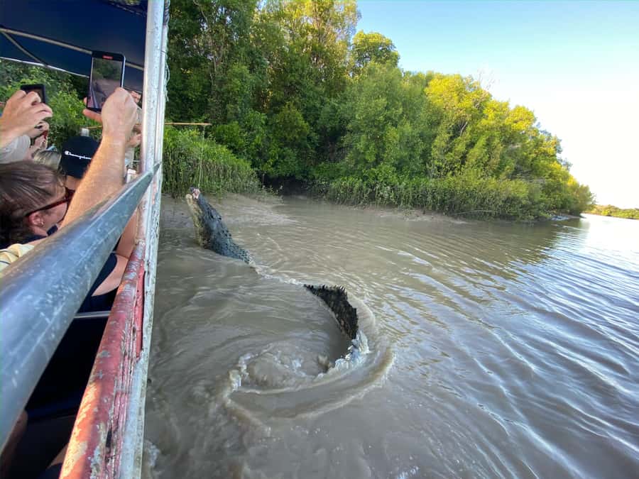 Darwin: The Croc Bus to the Famous Jumping Crocodile Cruise - What the $92 price really covers