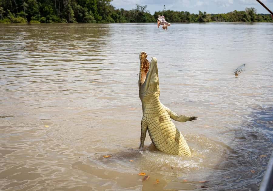 Darwin: The Croc Bus to the Famous Jumping Crocodile Cruise - Who will enjoy this Darwin tour most