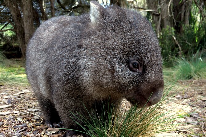 Day Keeper Tour - Tasmanian devils, quolls, and conservation work