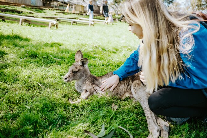 Day Tour in Mt. Field, Mt. Wellington, Bonorong Wildlife Sanctuary and Richmond - Key points at a glance