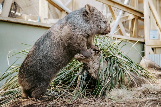 Day Tour in Mt. Field, Mt. Wellington, Bonorong Wildlife Sanctuary and Richmond - The guides make the long day work
