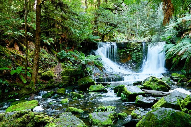 Day Tour in Mt. Field, Mt. Wellington, Bonorong Wildlife Sanctuary and Richmond - Bonorong Wildlife Sanctuary and Tasmania’s native animals