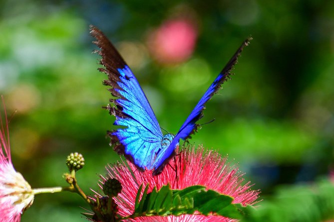 Day Tour to Paronella Park, Lake Barrine and Millaa Millaa Falls - Key points at a glance