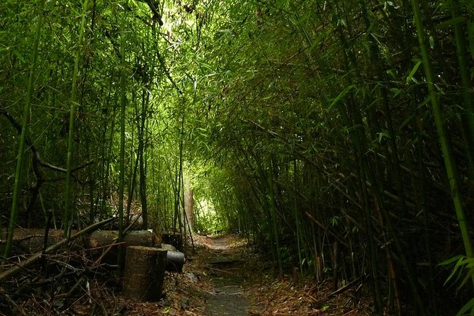 Day Tour to Paronella Park, Lake Barrine and Millaa Millaa Falls - Walsh’s Pyramid and the road into the high country