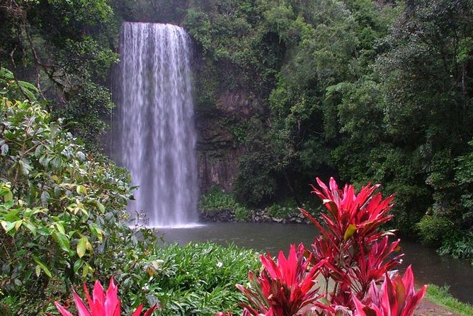 Day Tour to Paronella Park, Lake Barrine and Millaa Millaa Falls - Lake Barrine, rainforest, and the famous scones