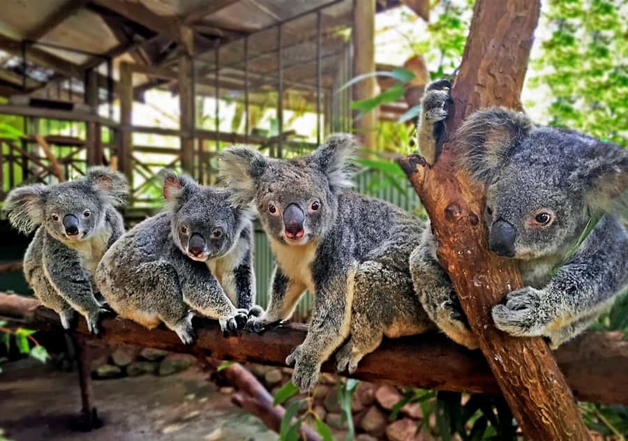 Day Trip: Rainforest & Aboriginal Culture Tour - A full day from Cairns to Kuranda