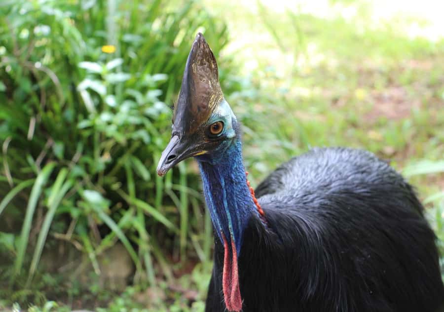 Day Trip: Rainforest & Aboriginal Culture Tour - Free time in Kuranda Village