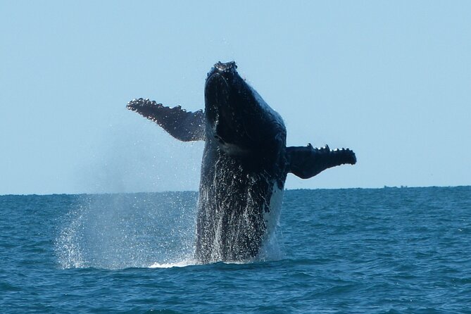 Deluxe Mega Fauna Humpback or Whaleshark Swim Ningaloo Reef - Your 7:00 am start in Exmouth