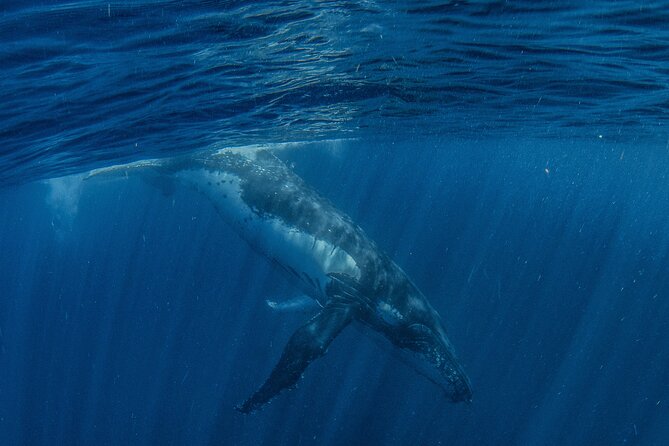 Deluxe Mega Fauna Humpback or Whaleshark Swim Ningaloo Reef - What the crew adds to the experience