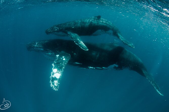 Deluxe Mega Fauna Humpback or Whaleshark Swim Ningaloo Reef - Who should book this cruise?