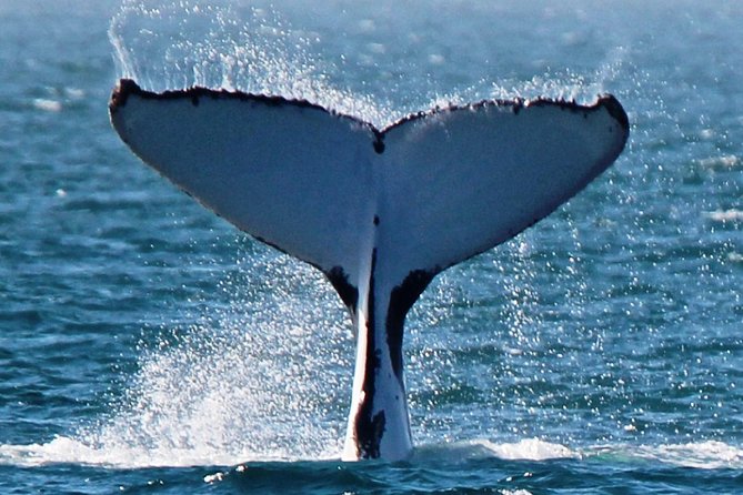 Deluxe Mega Fauna Humpback or Whaleshark Swim Ningaloo Reef - How the wildlife plan changes during the day