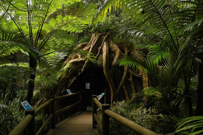Deluxe Springbrook & Mt Tamborine Glow Worms and famous Skywalk - The glow worm caves offer a simple, accessible introduction
