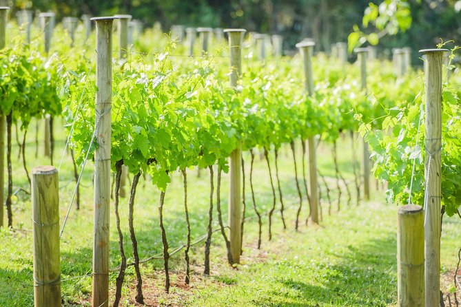 Deluxe Wine Tour to Tamborine Mountain, includes two course lunch - The drive from Brisbane to the mountain