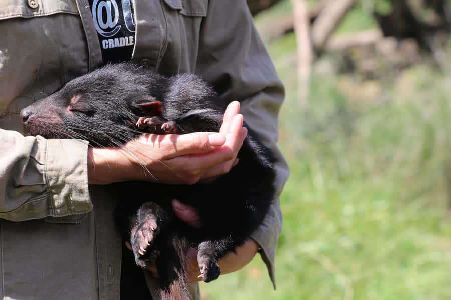 Devils at Cradle: Day Keeper Tour and Entry to Wildlife Park - Key points to know before you go
