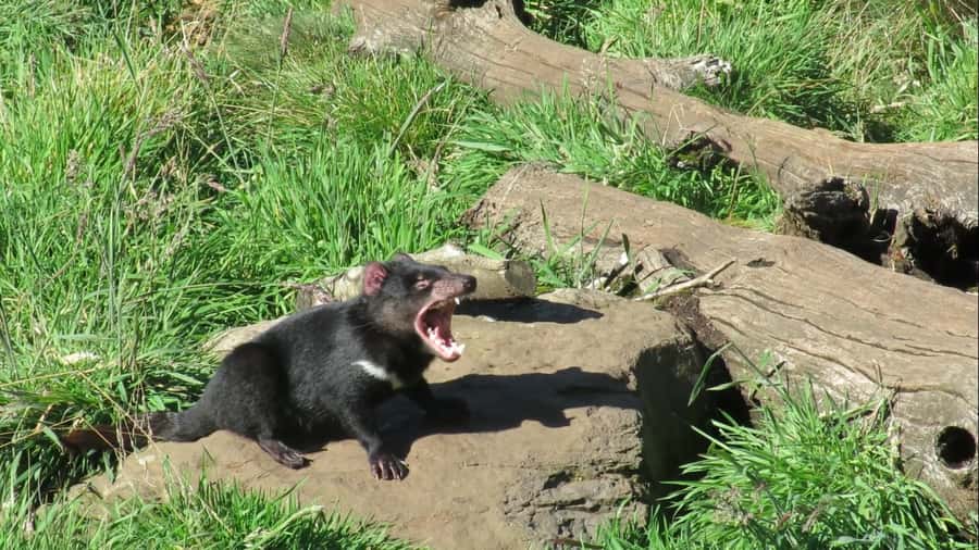 Devils at Cradle: Day Keeper Tour and Entry to Wildlife Park - Why this small sanctuary matters at Cradle Mountain