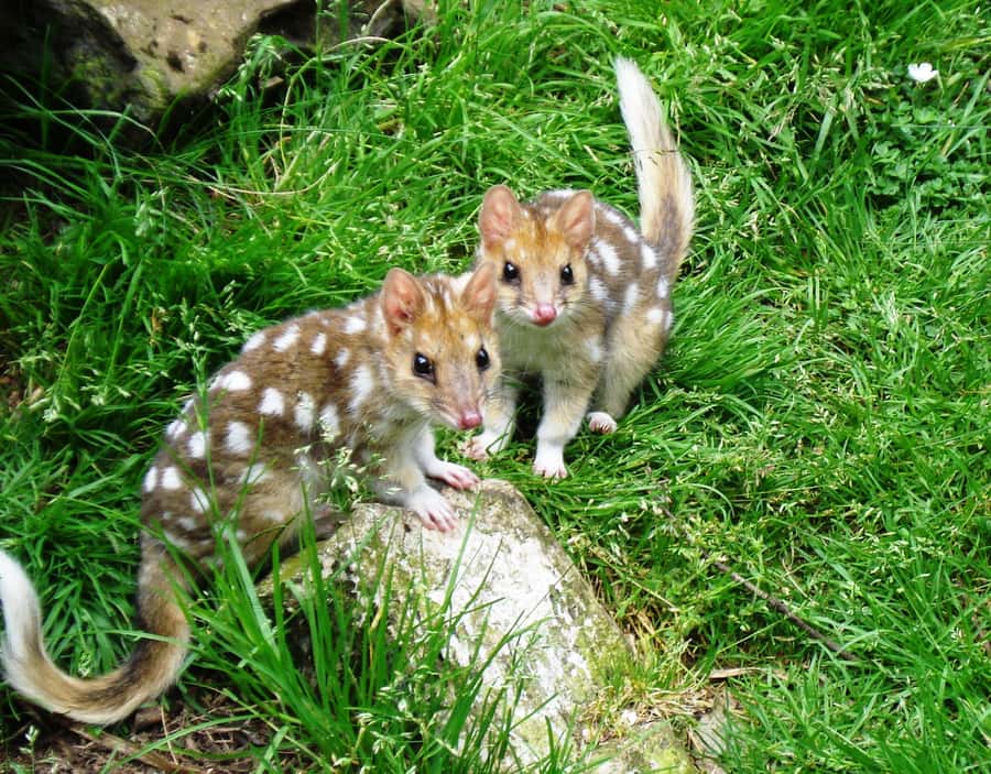 Devils at Cradle: Day Keeper Tour and Entry to Wildlife Park - Meeting the devils, quolls, and their close relatives